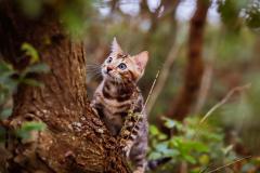 Dare to Dream Tigre