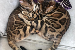 Dare to Dream Freya & Loki