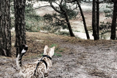 Dare to Dream Nala