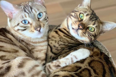 Dare to Dream Pablo & Lizzy