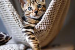Dare to Dream Tigre