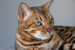 Lightroom-4358-20.27.46