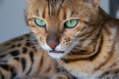 Lightroom-4418-20.27.22
